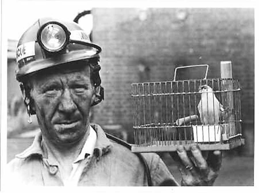 Mine Canary